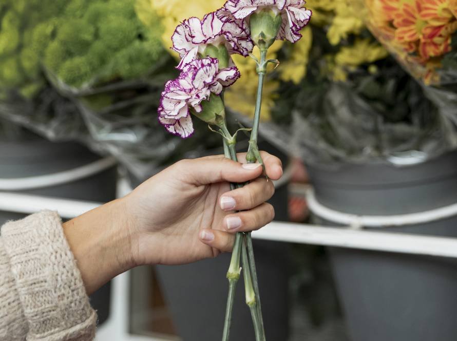 Claveles de colores en floristería
